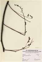 藏品(雲實)的圖片